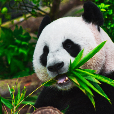 headshot of a panda holding a leafy green stem in its mouth
