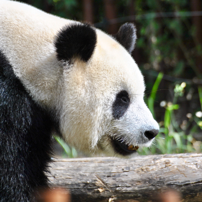 side headshot of a panda on its fours