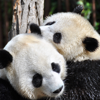 headshot of two pandas hugging each other