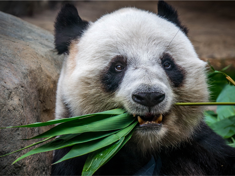 headshot of a panda holding a leafy green stem in its mouth