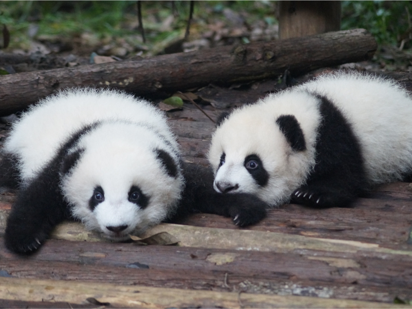 two baby cubs lying on their bellies
