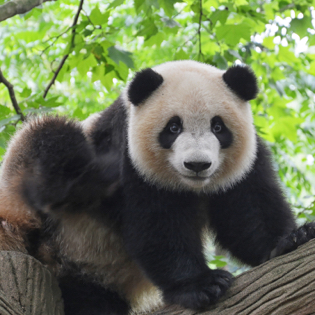 panda sitting in a tree looking towards the camera